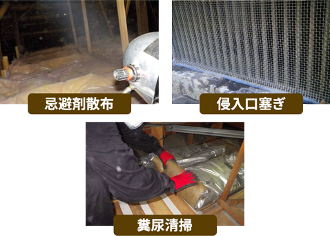 忌避剤散布　侵入口塞ぎ　糞清掃
