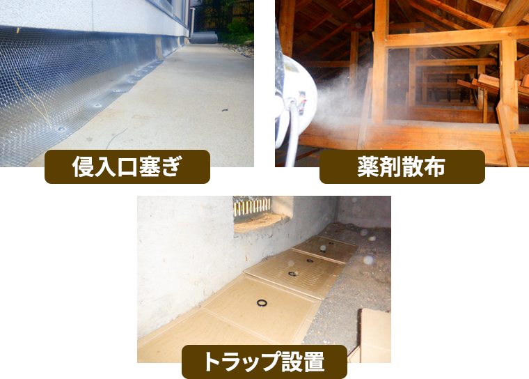 侵入口塞ぎ　薬剤散布　トラップ設置